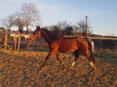 Mahatma (Andalusier-Belgisch-Warmblut-Mix)