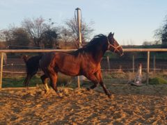 Mahatma (Andalusier-Belgisch-Warmblut-Mix)